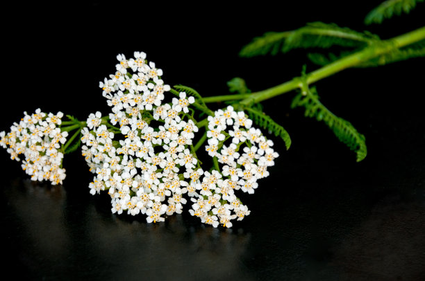 achillea