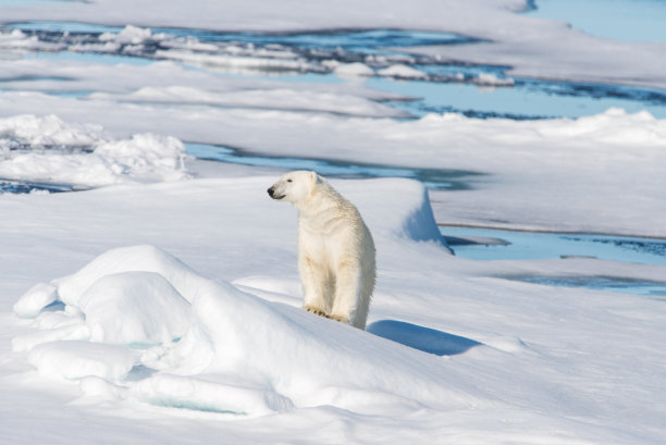 arctic