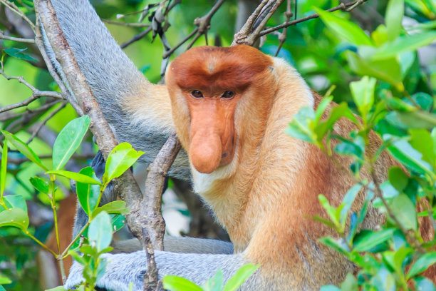 sabah