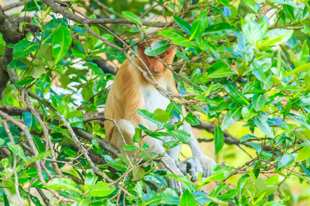 sabah