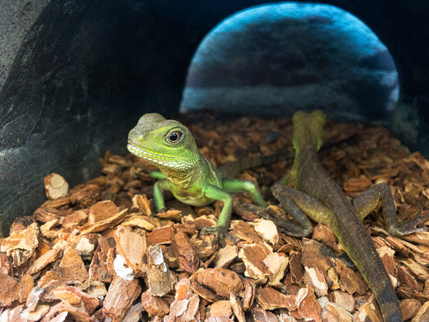reptilia