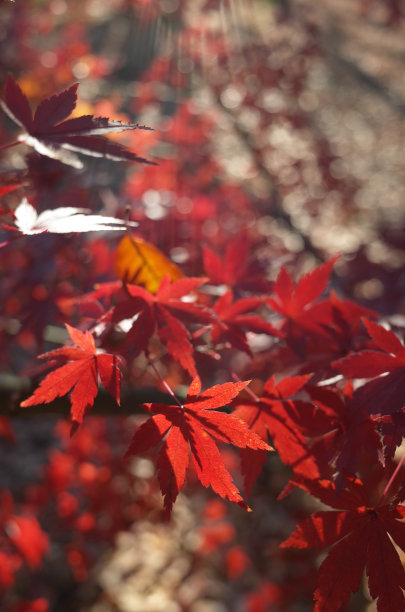 红枫叶