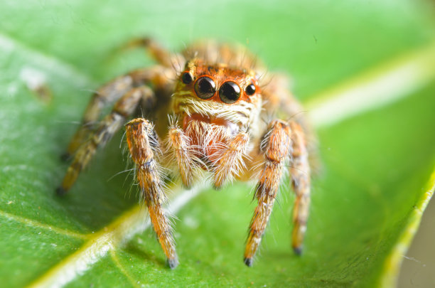 spider