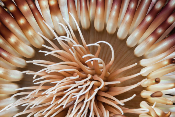 anemone