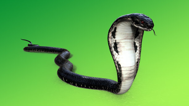 cobra