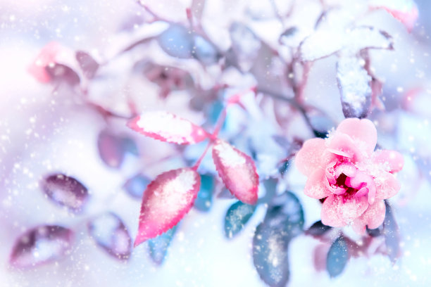 雪花月季玫瑰冬季