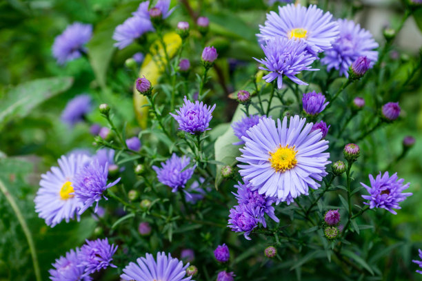 aster