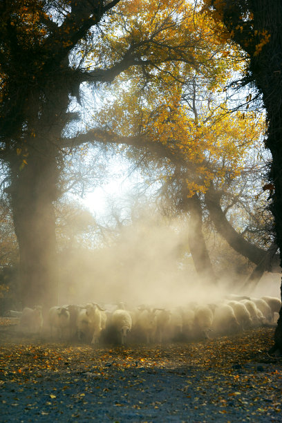 一群羊牧羊
