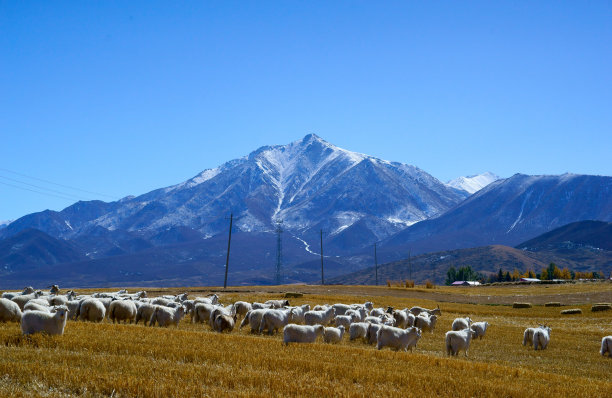 雪山与羊