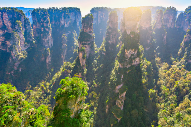 高山上的树林