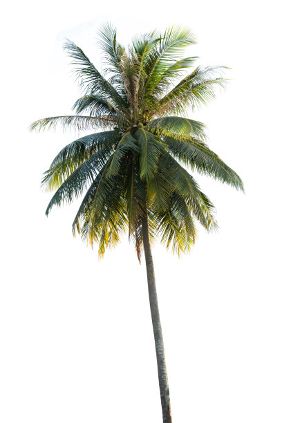 椰树椰子