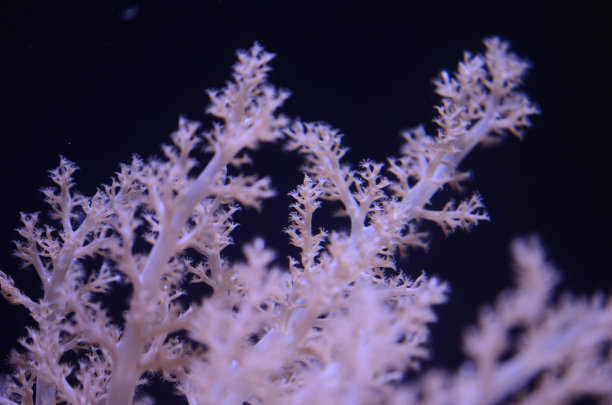 corals