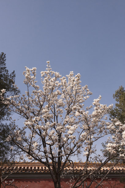 玉兰花开