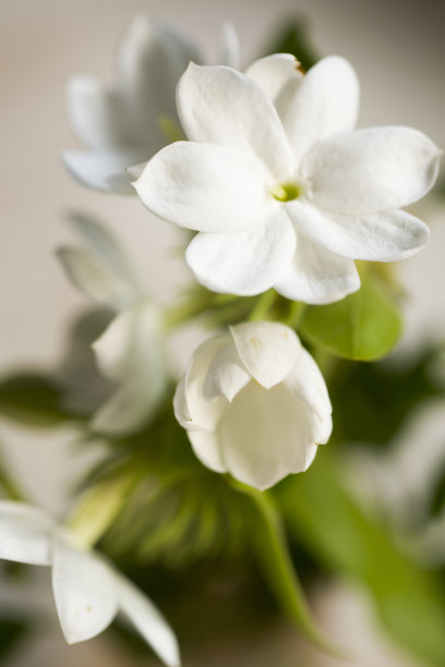 jasmine