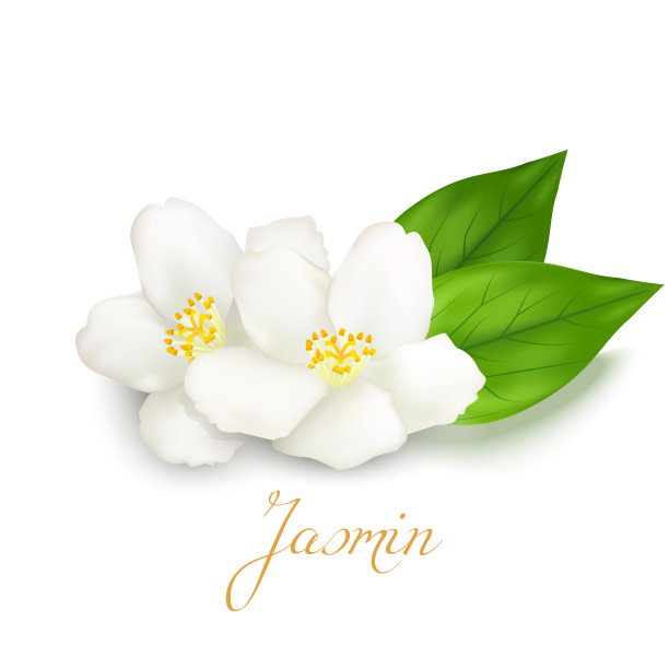 jasmine