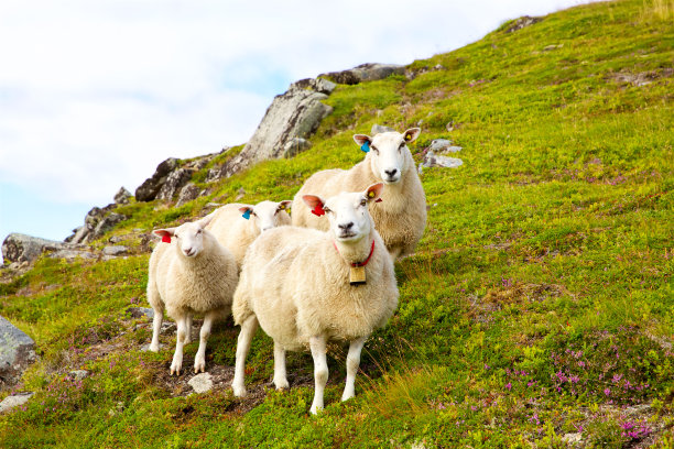 flock