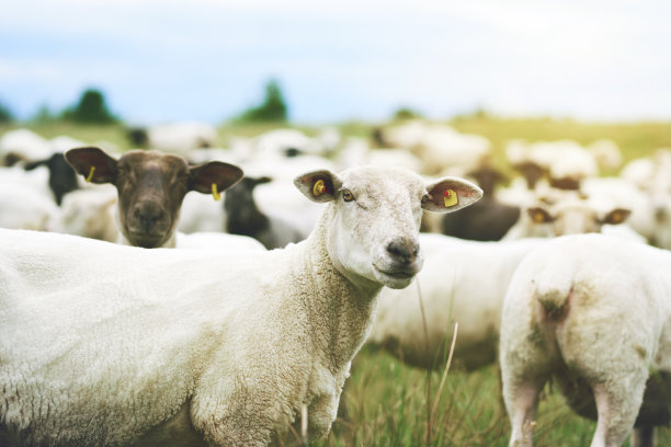 sheep