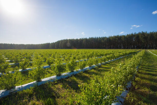 plantation