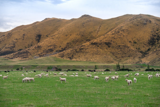 新西兰牧场,草原