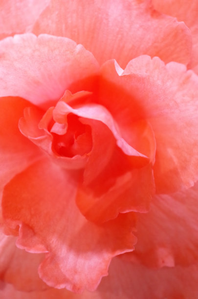 begonia