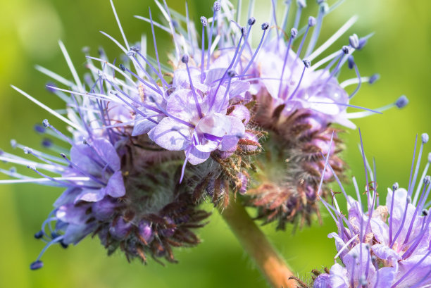 水珠油菜花