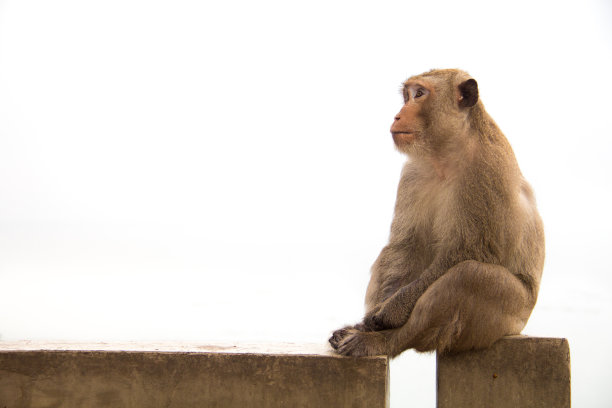monkey