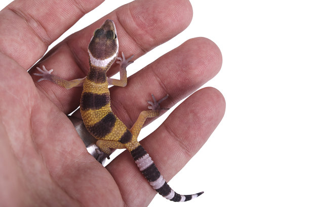 phelsuma