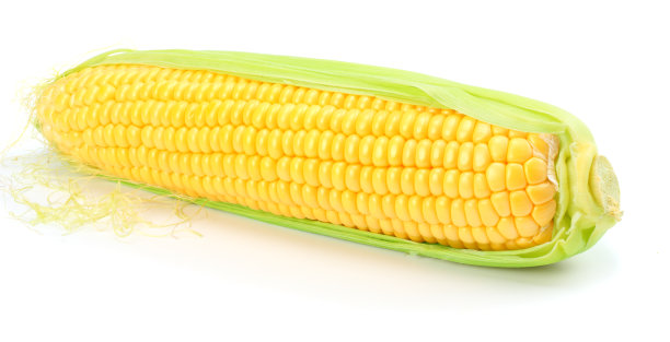 maize