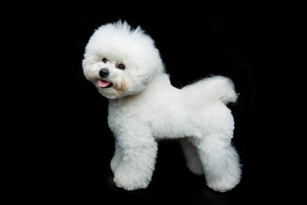 比熊犬