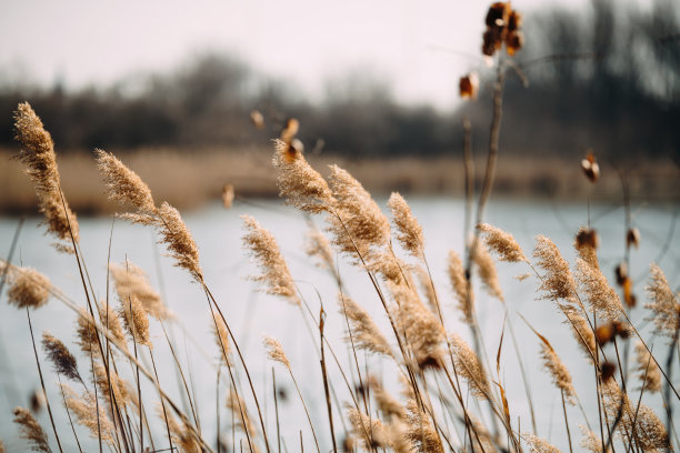 reed