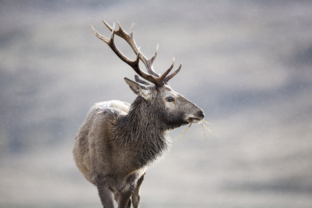 horned