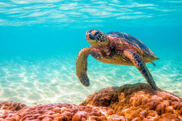 turtle