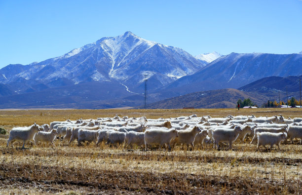 雪山与羊