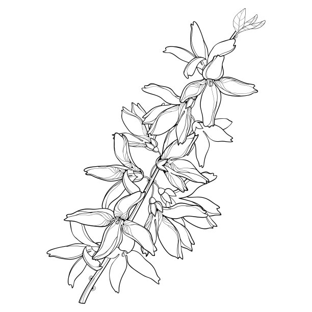 forsythia