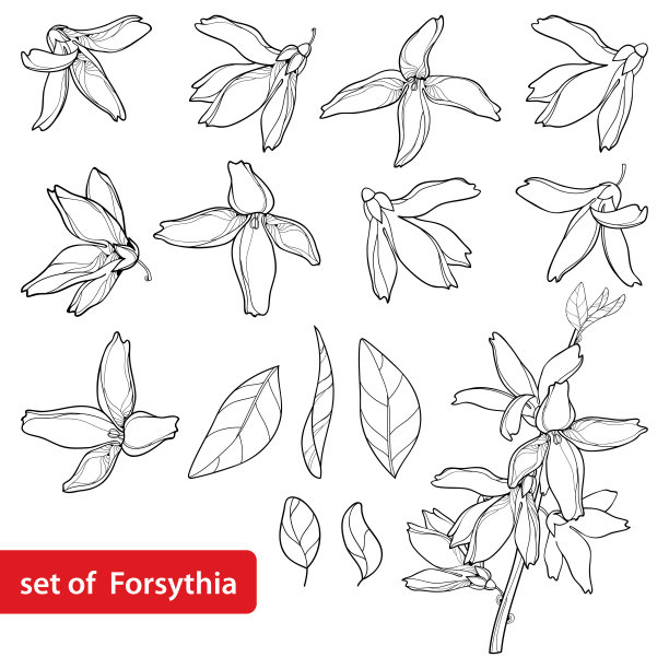 forsythia
