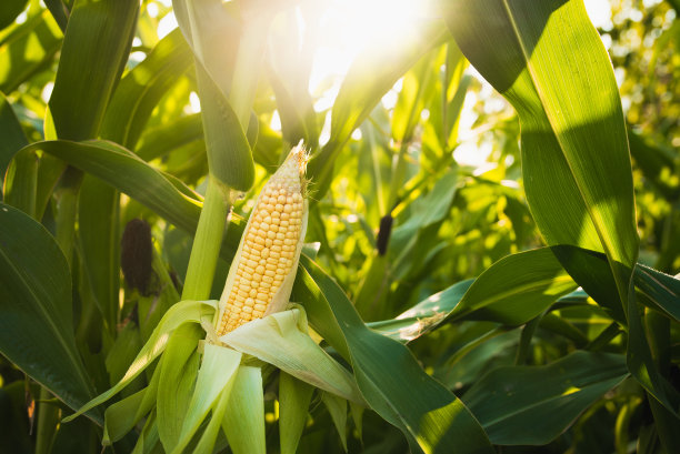 corn