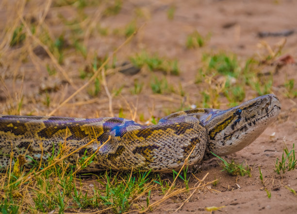 python