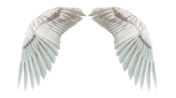 wings