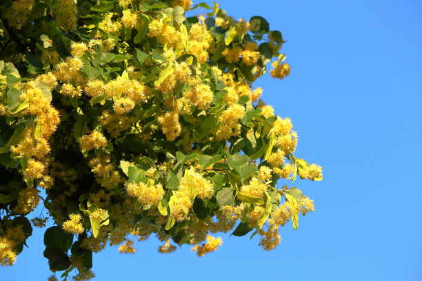 linden