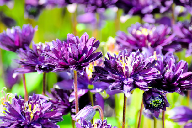 紫花重瓣