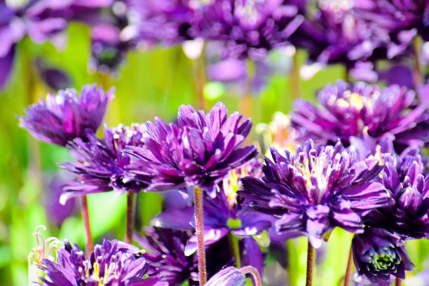 紫花重瓣