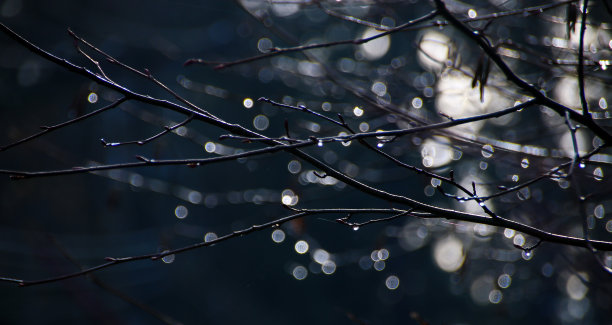 枝叶上的冰挂