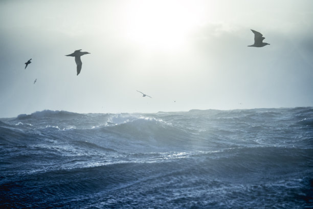 飞鸟蓝色大海壁纸