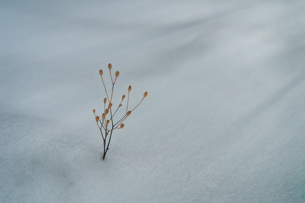 冰天雪地的枯树