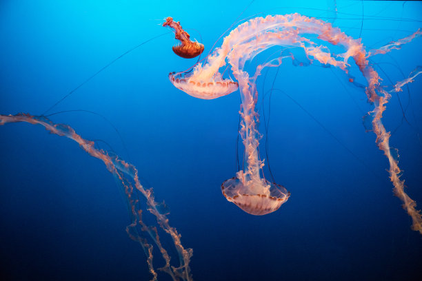 水母游动海洋生物