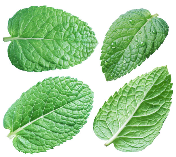 spearmint