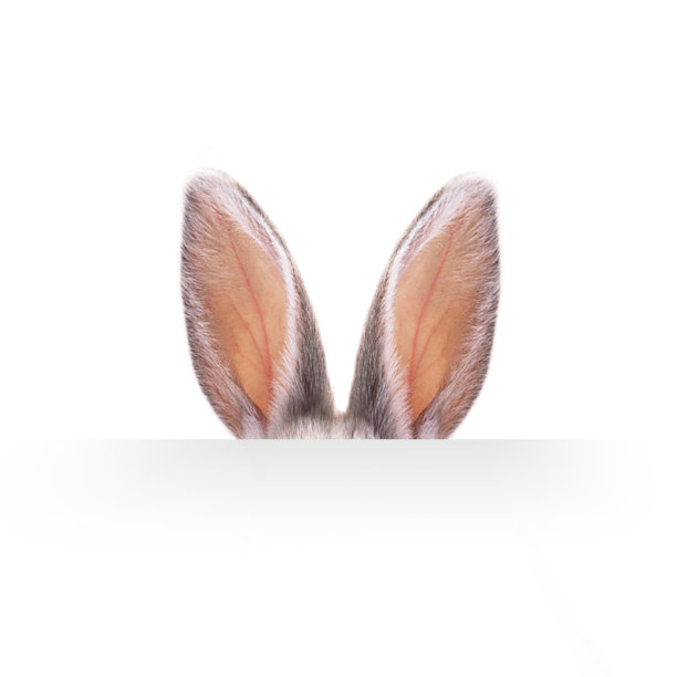 兔耳朵