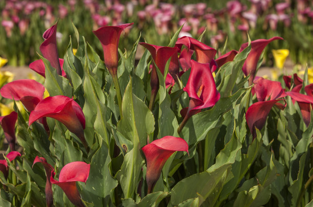 zantedeschia