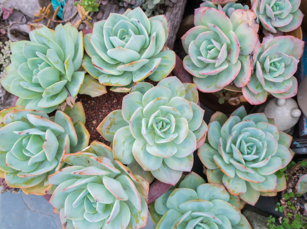 sedum
