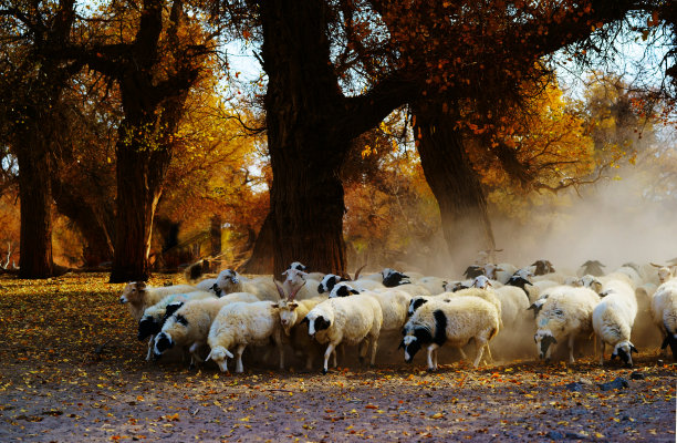 一群羊牧羊